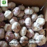 Chinese Fresh Solo Garlic