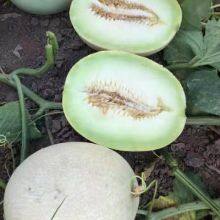 White melon Balan honeydew export Pakistan hami melon seeds