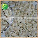 Hot Sale Shine Skin Pumpkin Seeds thumbnail-3