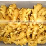 China fresh ginger for sale