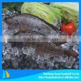New Fresh Frozen Whole Live Tilapia Fish thumbnail-1