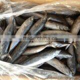 Fishing 6-8pcs/kg Fresh Boat Frozen Bonito thumbnail-5