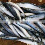 Whole Round Frozen Food Mackerel Fish 6-8pcs/kg Newly Caught for Market thumbnail-3