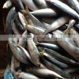 WR Frozen Mackerel 16-18pcs/kg for Market to Indonesia.