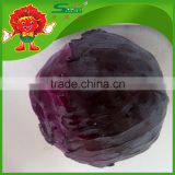 delicious red cabbage farm wholesale purple cabbage