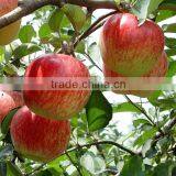 Fresh Fruit Chinese Gala Apple thumbnail-1