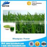 Water soluble wheatgrass juice