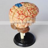 Model of human brain(mini size)