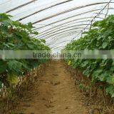 Plastic Film for Greenhouse Plastic PE Film Grape Vegetable Flower thumbnail-1