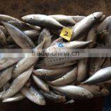 New Laning Whole Round Seafrozen Horse Mackerel for Canning With Good Quality and Competitive Price thumbnail-4