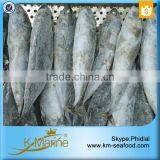 Whole Frozen Frigate Tuna thumbnail-2