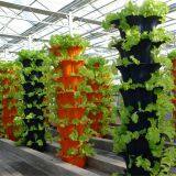 PC Sheet Greenhouse With Hydroponic System for Lettuce/Tomato