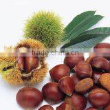 2016 Chinese Organic Fresh Raw Sweet Chestnuts for Sale thumbnail-4