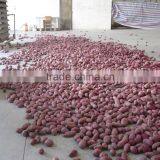 Sweet Potato Fresh Harvest Good Taste Sweet Potato thumbnail-6