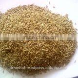 Cumin Seed Gujarat thumbnail-1