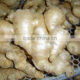 Chinese Fresh Air Dried Ginger thumbnail-2