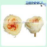 Luxury White With Orange Preserved Austin Rose Flower Head Preserved Flower Arrangement thumbnail-4