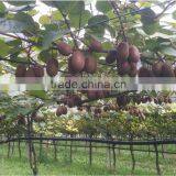 Yellow Powdered Fulvic Acid Fertilizer in Agriculture thumbnail-4