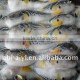 Frozen Yellowfin Puffer thumbnail-1