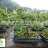 Serissa Foetida Bonsai Tree thumbnail-1