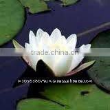 White Lotus Absolute thumbnail-1