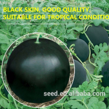 Maria Pure Black Skin Watermelon Hybrid Watermelon Seeds thumbnail-3