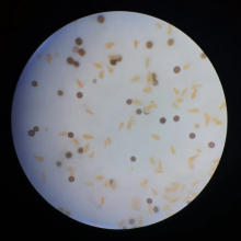 Good Quality High Hatch Rate Premium Bohai BBS Artemia Cysts Brine Shrimp Eggs thumbnail-4