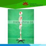 With Colored Muscle and Ligament 170 Huamn Skeleton Medical Model thumbnail-3