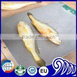 Whole Round Yellow Croaker Fish Price Frozen Yellow Croaker for Market Sale thumbnail-2