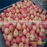 Chinese Red Fresh Fuji Apple