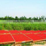 Competitive Goji Berry Price Fresh Dried Fresh Goji Berries in Bulk for Sale