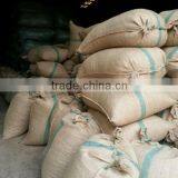 VIETNAM SCAPHIUM SCAPHIGERUM thumbnail-3