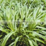 Chinese High Quality Livestock Feed Hybrid Pennisetum Grass Seed