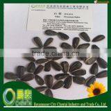 New Crop Hot Sell High Quality Cheap Sunflower Seeds 24/68