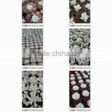 Potted or Unrooted Indoor Plants Succulents Bonsai thumbnail-2