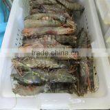 Sea Food With Product of Shrimps thumbnail-1