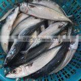 Frozen Pacific Mackerel New Fish thumbnail-4