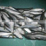 Frozen Pacific Mackerel thumbnail-4