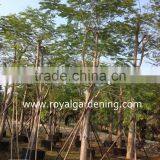 Delonix Regia, Royal Poinciana, Flame Tree