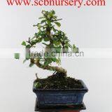 Carmona 15cm Art thumbnail-1