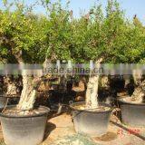 Pomegranate (Punica Granatum) Trees thumbnail-1
