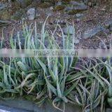 Aloe Vera thumbnail-2