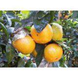 Supply of Citrus thumbnail-2