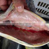 Gutted Frozen Mahi-mahi Fish thumbnail-1