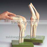 Functional Model Of Life-Size Knee Joint thumbnail-1