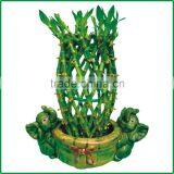 Pineapple Shape Cage Shape Lucky Bamboo Air Bonsai Tree Dracaena Sanderiana Indoor Aquatic Plants Nursery Garden Decoration thumbnail-1