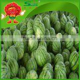 Fresh Watermelon thumbnail-2