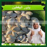 Chinese Market Price Snow White Pumpkin Seeds 2015 thumbnail-2