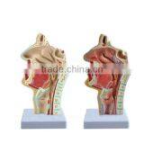 Mouth Nose Throat Pharynx Teaching Model Human Body Anatomy ENT Model thumbnail-3