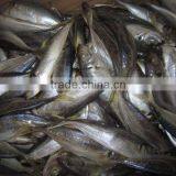 Whole Round Horse Mackerel Frozen Horse Mackerel thumbnail-1
